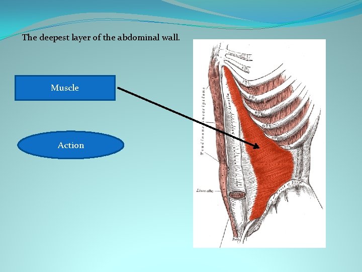 The deepest layer of the abdominal wall. Muscle Transversus abdominis Compresses abdomen Action and