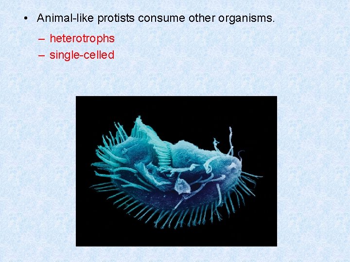  • Animal-like protists consume other organisms. – heterotrophs – single-celled 