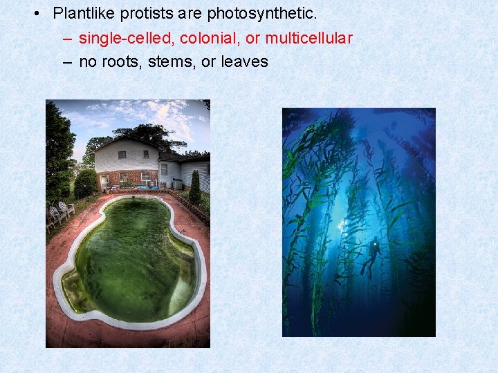  • Plantlike protists are photosynthetic. – single-celled, colonial, or multicellular – no roots,