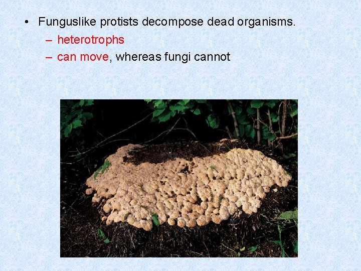  • Funguslike protists decompose dead organisms. – heterotrophs – can move, whereas fungi