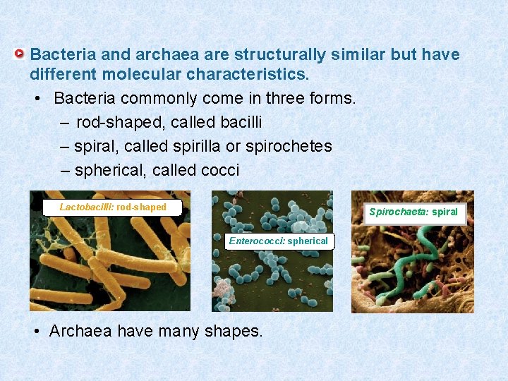 Bacteria and archaea are structurally similar but have different molecular characteristics. • Bacteria commonly