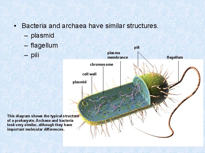  • Bacteria and archaea have similar structures. – plasmid – flagellum pili plasma
