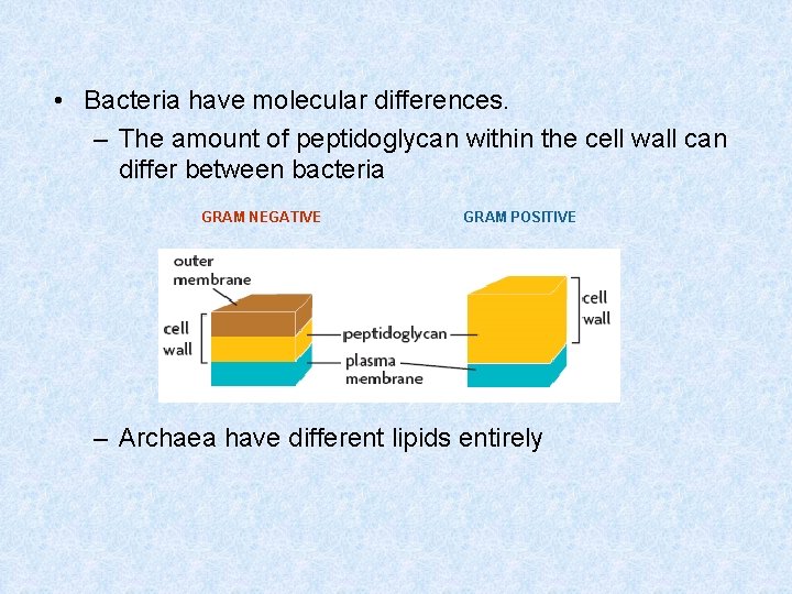  • Bacteria have molecular differences. – The amount of peptidoglycan within the cell