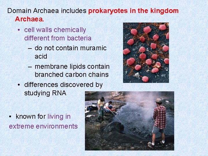 Domain Archaea includes prokaryotes in the kingdom Archaea. • cell walls chemically different from