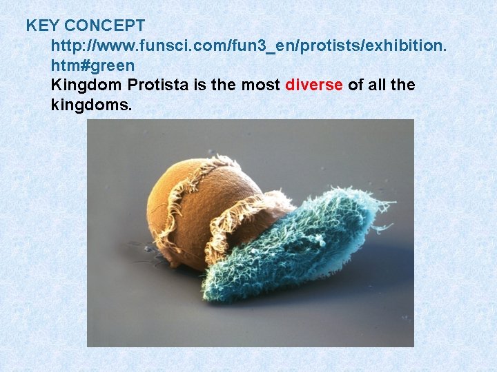 KEY CONCEPT http: //www. funsci. com/fun 3_en/protists/exhibition. htm#green Kingdom Protista is the most diverse