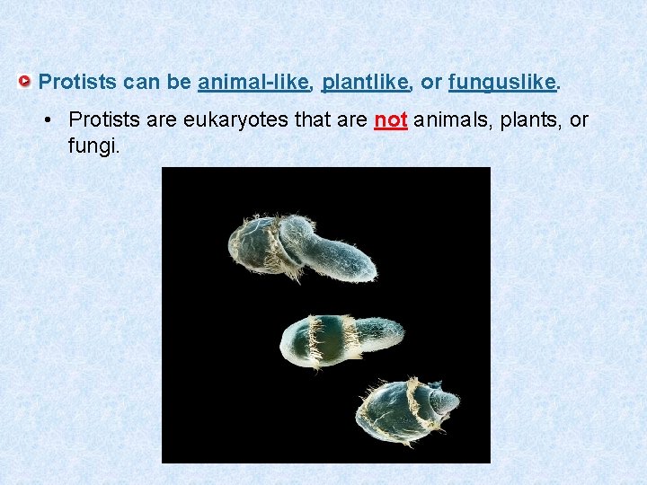 Protists can be animal-like, plantlike, or funguslike. • Protists are eukaryotes that are not