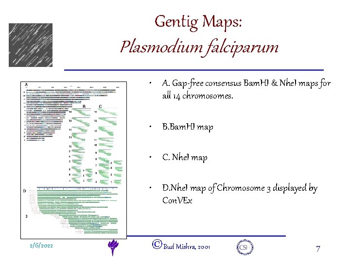 Gentig Maps: e. DNA Plasmodium falciparum • A. Gap-free consensus Bam. HI & Nhe.