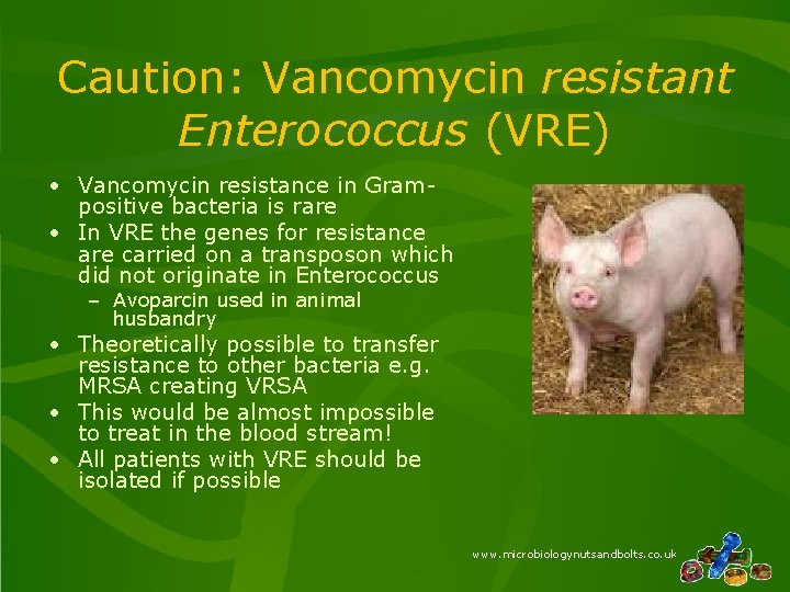 Caution: Vancomycin resistant Enterococcus (VRE) • Vancomycin resistance in Grampositive bacteria is rare •
