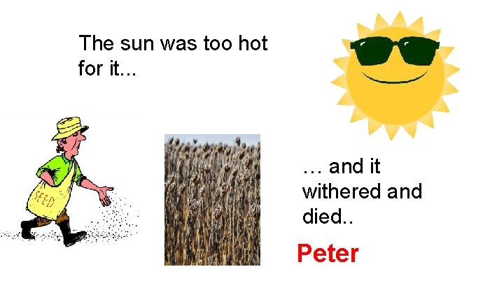 The sun was too hot for it. . . … and it withered and