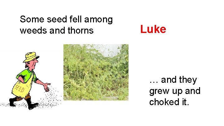 Some seed fell among weeds and thorns Luke … and they grew up and