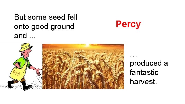 But some seed fell onto good ground and. . . Percy … produced a