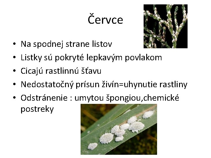 Červce • • • Na spodnej strane listov Listky sú pokryté lepkavým povlakom Cicajú