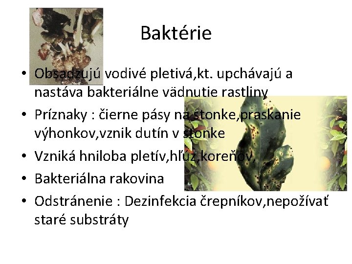 Baktérie • Obsadzujú vodivé pletivá, kt. upchávajú a nastáva bakteriálne vädnutie rastliny • Príznaky