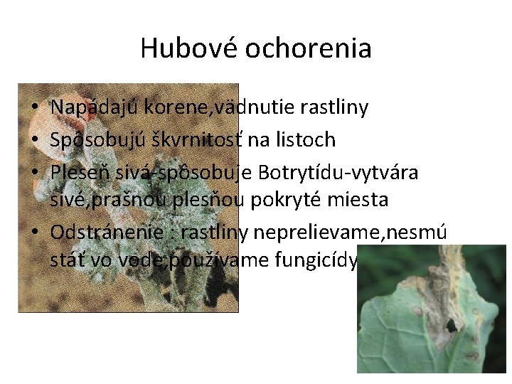 Hubové ochorenia • Napádajú korene, vädnutie rastliny • Spôsobujú škvrnitosť na listoch • Pleseň