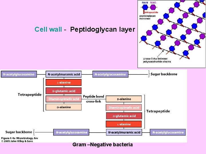 Cell wall - Peptidoglycan layer Gram –Negative bacteria 