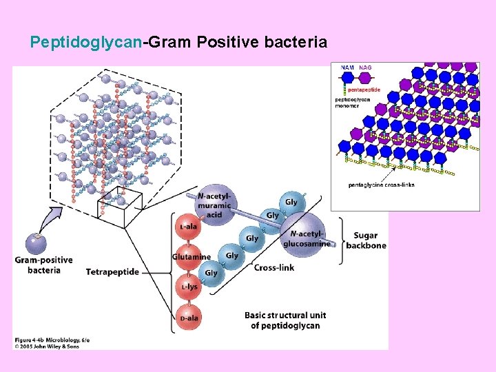 Peptidoglycan-Gram Positive bacteria 
