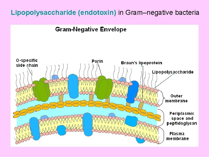 Lipopolysaccharide (endotoxin) in Gram–negative bacteria 