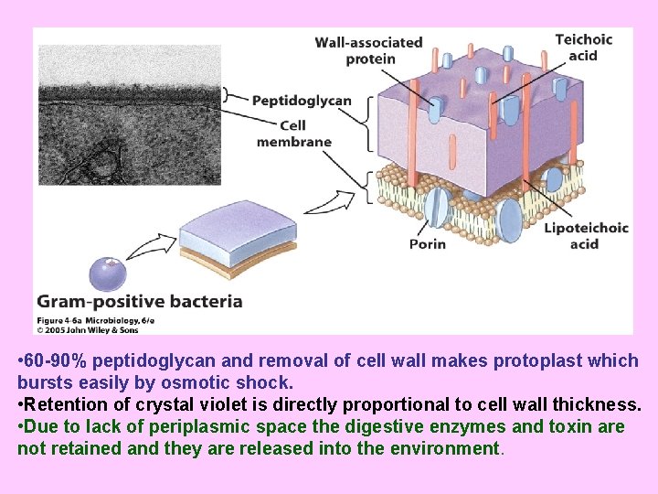  • 60 -90% peptidoglycan and removal of cell wall makes protoplast which bursts