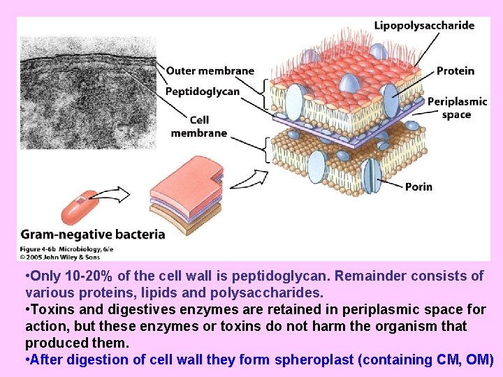  • Only 10 -20% of the cell wall is peptidoglycan. Remainder consists of