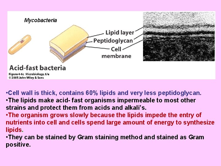Mycobacteria • Cell wall is thick, contains 60% lipids and very less peptidoglycan. •