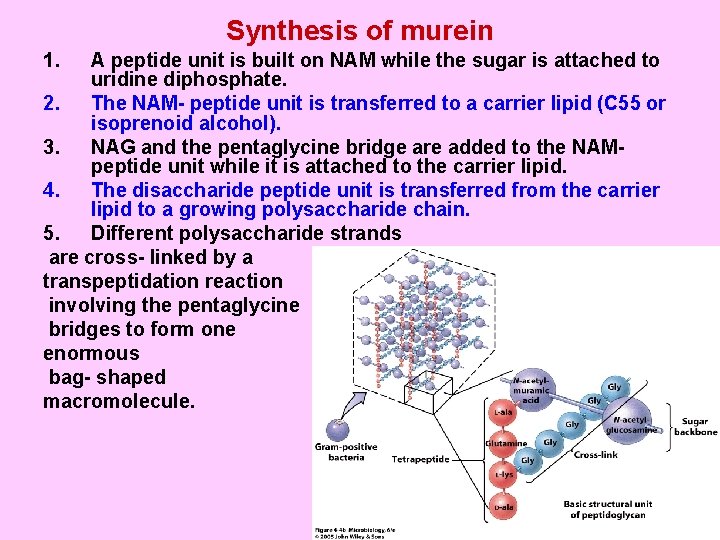 Synthesis of murein 1. A peptide unit is built on NAM while the sugar