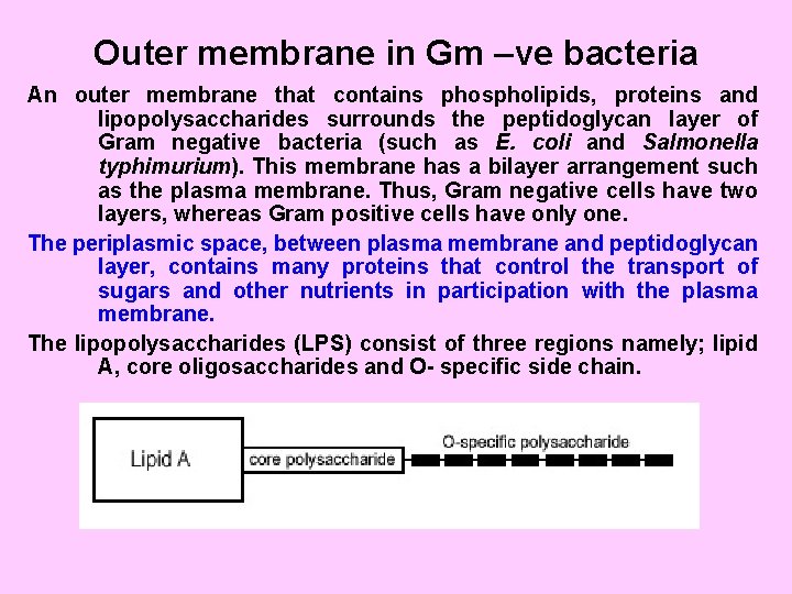 Outer membrane in Gm –ve bacteria An outer membrane that contains phospholipids, proteins and