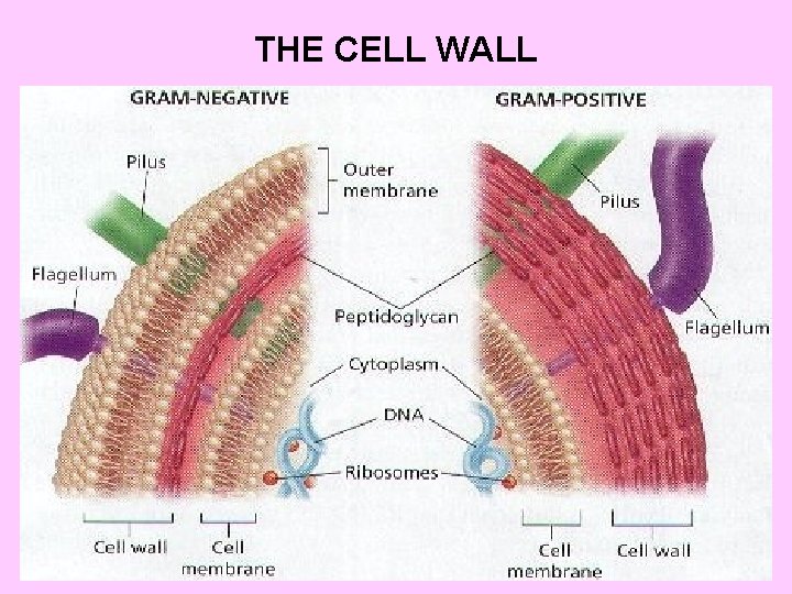 THE CELL WALL 