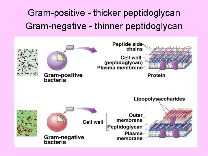 Gram-positive - thicker peptidoglycan Gram-negative - thinner peptidoglycan 