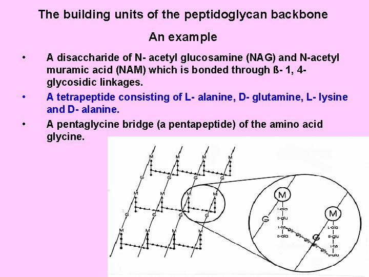 The building units of the peptidoglycan backbone An example • • • A disaccharide
