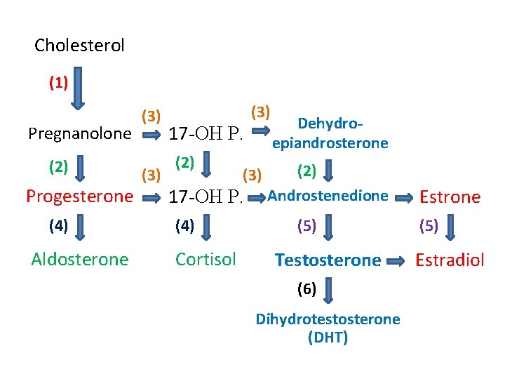 Cholesterol (1) Pregnanolone (2) Progesterone (4) Aldosterone (3) 17 -OH P. (2) (3) 17