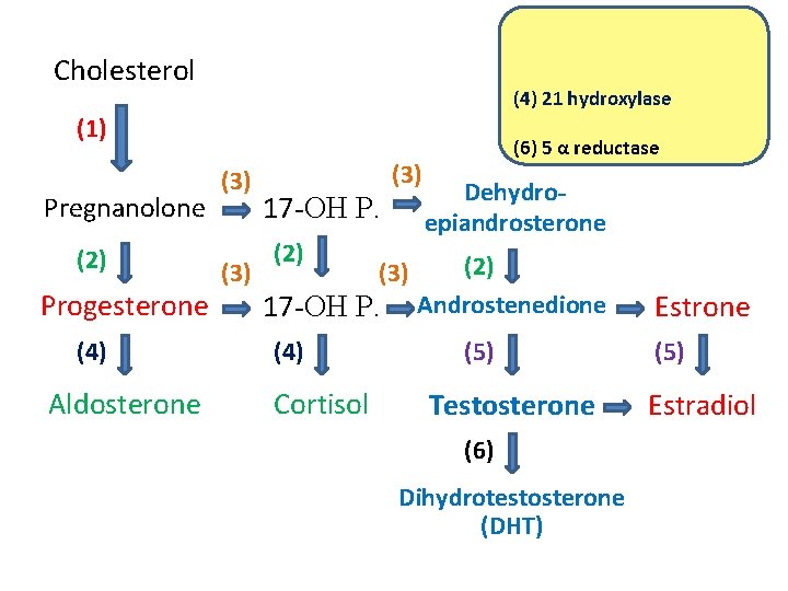 Cholesterol (4) 21 hydroxylase (1) Pregnanolone (2) Progesterone (4) Aldosterone (3) 17 -OH P.