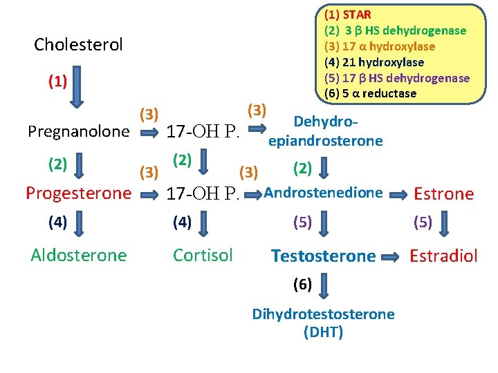 (1) STAR (2) 3 β HS dehydrogenase (3) 17 α hydroxylase (4) 21 hydroxylase