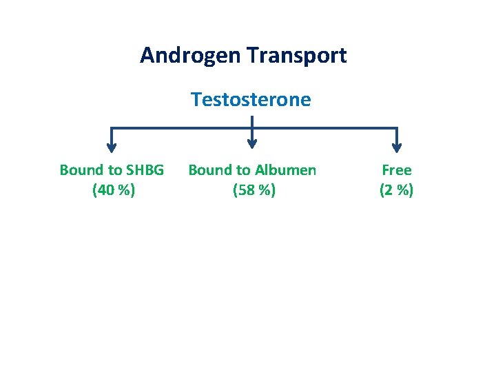 Androgen Transport Testosterone Bound to SHBG (40 %) Bound to Albumen (58 %) Free