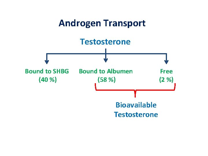 Androgen Transport Testosterone Bound to SHBG (40 %) Bound to Albumen (58 %) Bioavailable