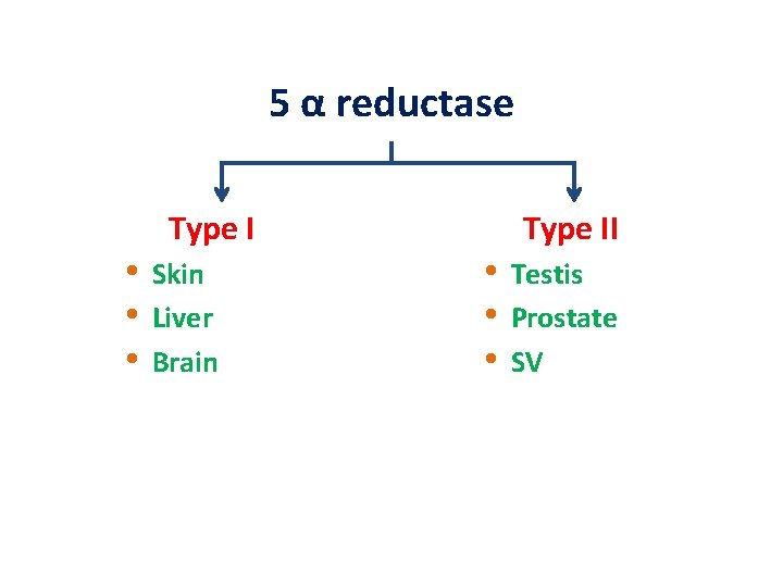 5 α reductase Type I • • • Skin Liver Brain Type II •