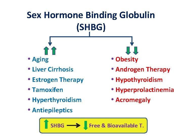 Sex Hormone Binding Globulin (SHBG) • Aging • Liver Cirrhosis • Estrogen Therapy •