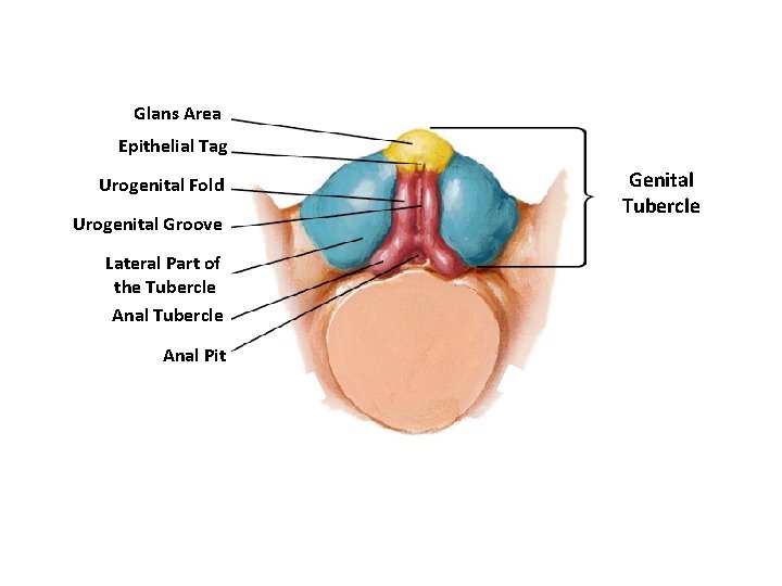Glans Area Epithelial Tag Urogenital Fold Urogenital Groove Lateral Part of the Tubercle Anal