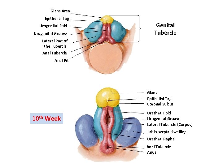 Glans Area Epithelial Tag Urogenital Fold Urogenital Groove Genital Tubercle Lateral Part of the