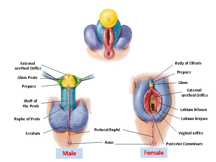 Body of Clitoris External urethral Orifice Prepuce Glans Penis Glans Prepuce External urethral Orifice