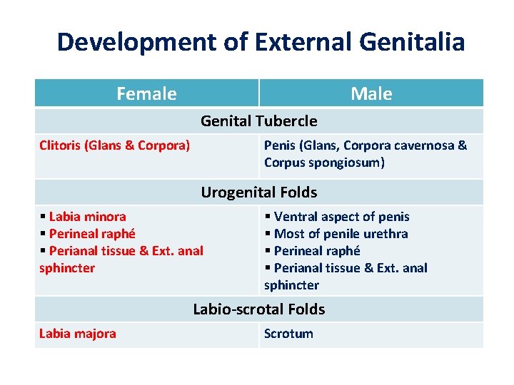 Development of External Genitalia Female Male Genital Tubercle Clitoris (Glans & Corpora) Penis (Glans,