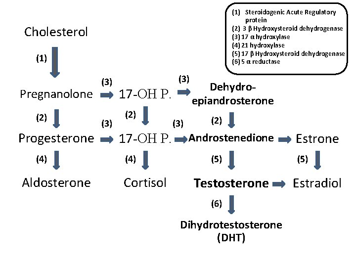 (1) Steroidogenic Acute Regulatory protein (2) 3 β Hydroxysteroid dehydrogenase (3) 17 α hydroxylase