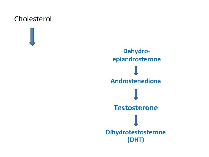 Cholesterol Dehydroepiandrosterone Androstenedione Testosterone Dihydrotestosterone (DHT) 