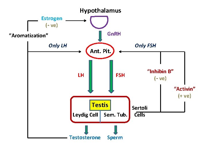 Hypothalamus Estrogen (- ve) Gn. RH “Aromatization” Only LH Only FSH Ant. 1 Pit.