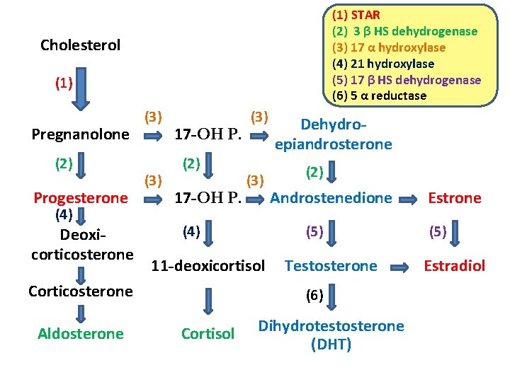 (1) STAR (2) 3 β HS dehydrogenase (3) 17 α hydroxylase (4) 21 hydroxylase