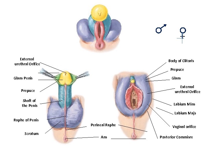 + External urethral Orifice Body of Clitoris Prepuce Glans Penis Glans Prepuce External urethral