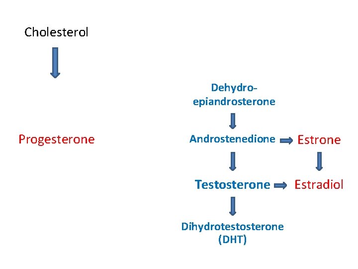 Cholesterol Dehydroepiandrosterone Progesterone Androstenedione Estrone Testosterone Estradiol Dihydrotestosterone (DHT) 