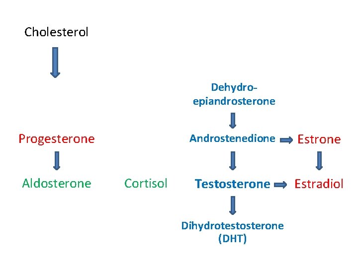 Cholesterol Dehydroepiandrosterone Progesterone Aldosterone Cortisol Androstenedione Estrone Testosterone Estradiol Dihydrotestosterone (DHT) 
