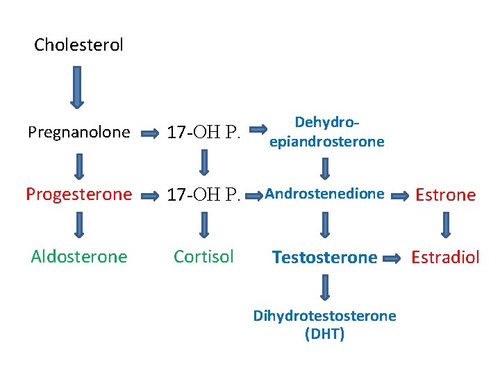 Cholesterol Pregnanolone 17 -OH P. Dehydroepiandrosterone Progesterone 17 -OH P. Androstenedione Estrone Aldosterone Cortisol