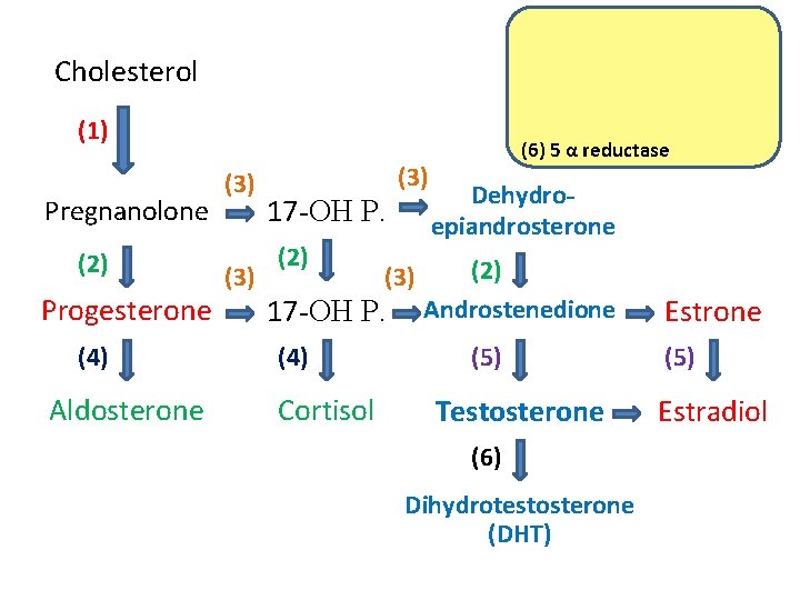 Cholesterol (1) Pregnanolone (2) Progesterone (4) Aldosterone (3) 17 -OH P. (2) (3) 17