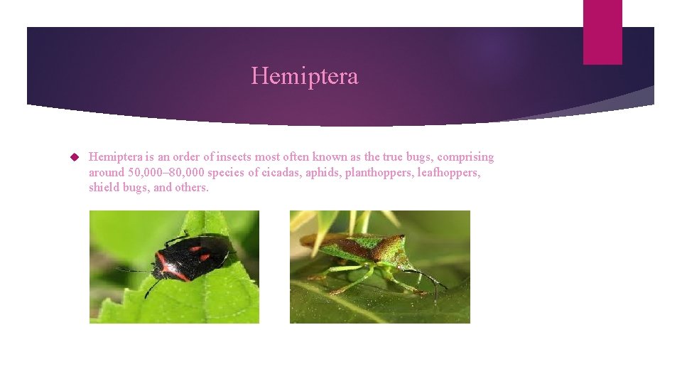 Hemiptera is an order of insects most often known as the true bugs, comprising